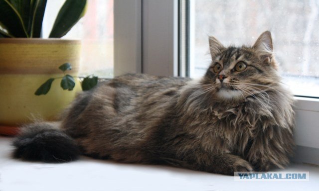 С котовторником !