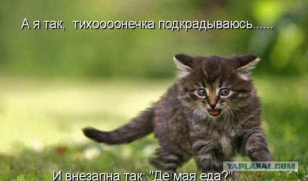 Кото-комикс