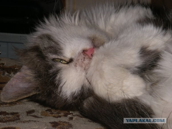Котовторник 06.12.2011