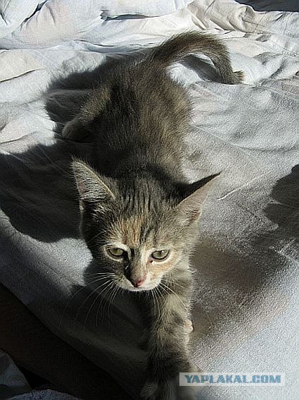 Котовторник  17.07.2012