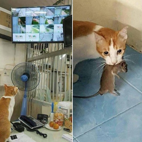 Прикольных котов пост