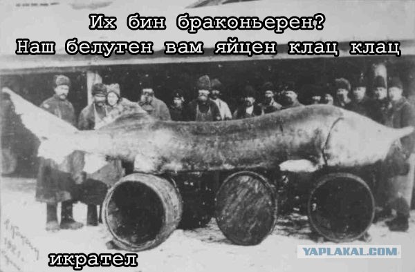 Конкурс на лучшую фотожабу против браконьеров.