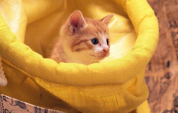 Забавные фото котеек