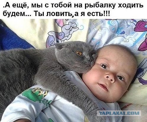 Котики