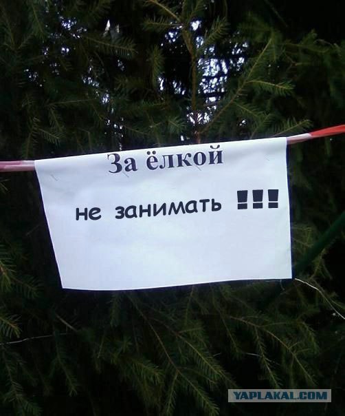 ёлки идем резать?