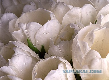 Игра: Ассоциации на ник пользователей ЯПлакалъ