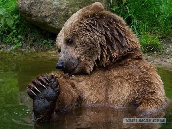 Мишка принимает ванну и хорошо проводит время