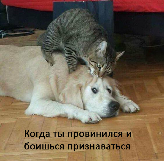Женщины - они как кошки № 2