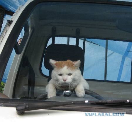 Котэ всё равно