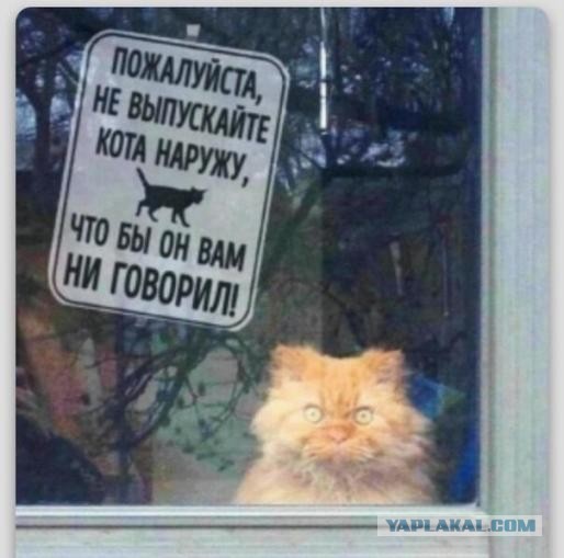 Пушистый кот Барнаби, который выглядит как понедельник