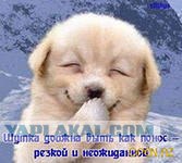 Цобакен просится на диван
