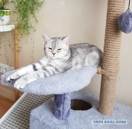 Мой самый первый КОТовторник!