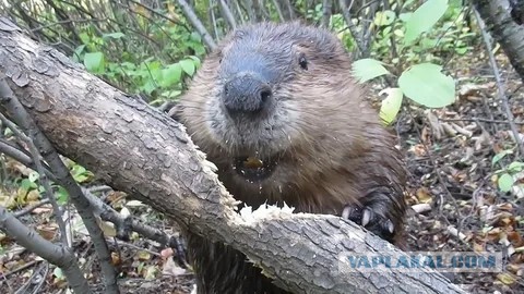 Как добыть огонь в лесу