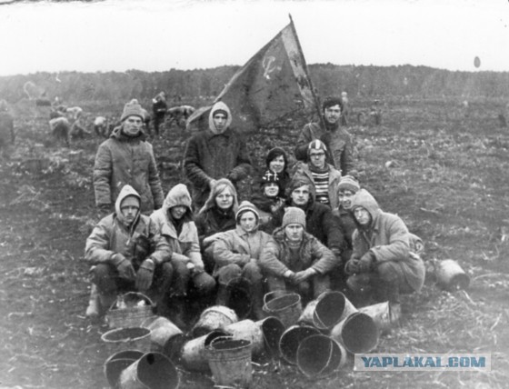 Про картошку