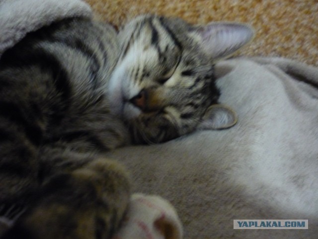 Котовторник 9.07.2013