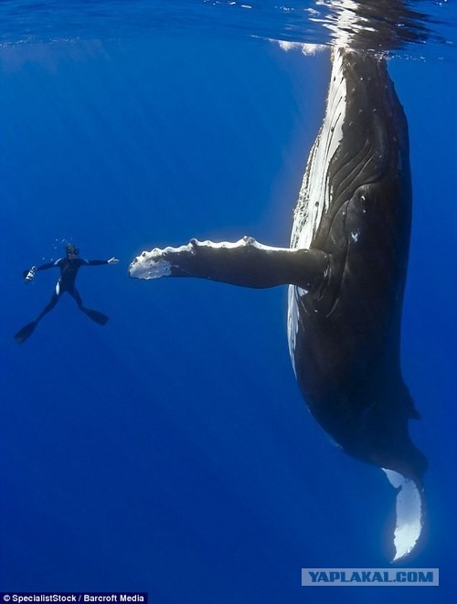 Кит чуть не проглотил дайвера
