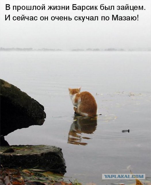 Два кота