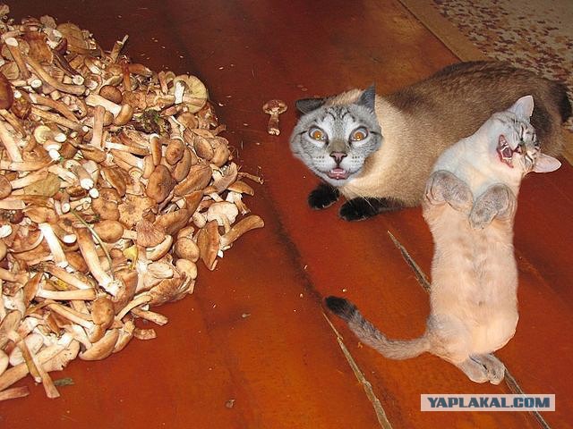 Вот это торкнуло!