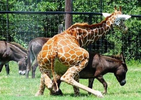 Подборка забавных и курьезных фотографий