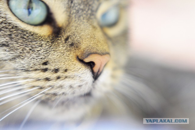 Котовторник 05.03.13