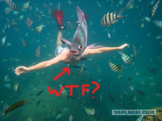 Ихтиандр?!