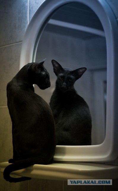 Котовторник  08.04.2014