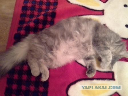 Котовторник   15.04.2014