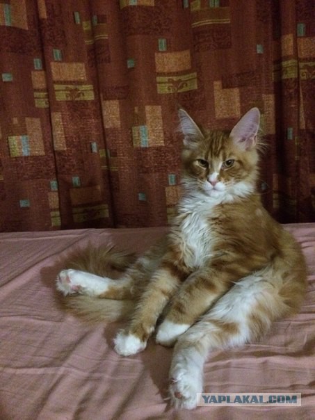 Котовторник 29.04.14.