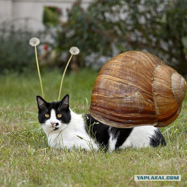 Без паники земляне