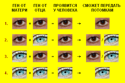 Смешанная кровь