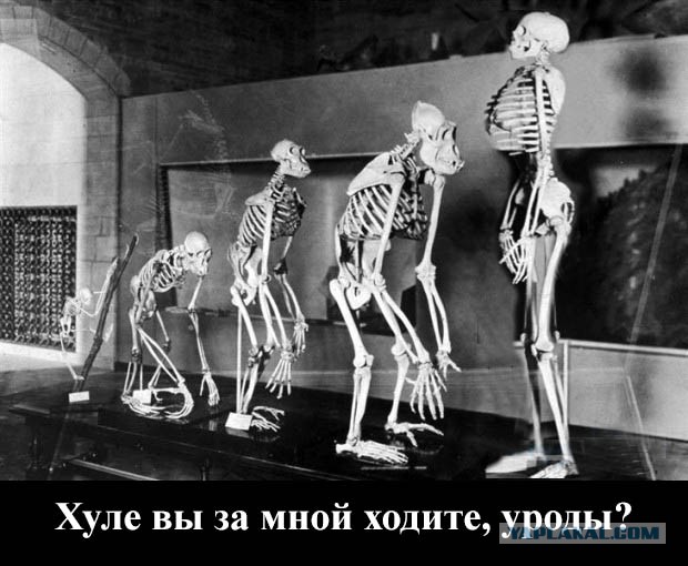 10 фактов о странностях эволюции человечества