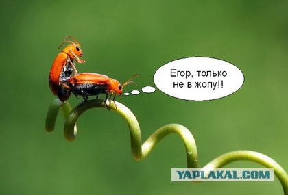 Шнуровка 80-го уровня