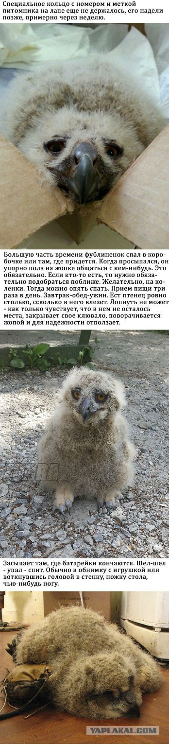 Секта свидетелей фублина что это такое. Смотреть фото Секта свидетелей фублина что это такое. Смотреть картинку Секта свидетелей фублина что это такое. Картинка про Секта свидетелей фублина что это такое. Фото Секта свидетелей фублина что это такое