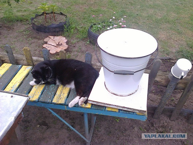 Котовторник 09.09.2014
