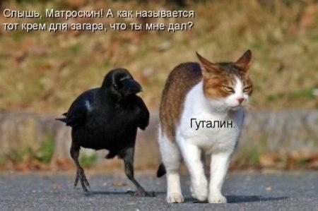 Весёлое из сети