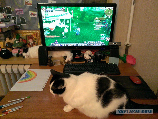 Котовторник