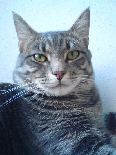 Котовторник 28.04.2015