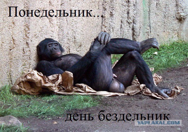 Жизнь с БОЛЬШИМИ яйцами: плюcы и мунуcы!
