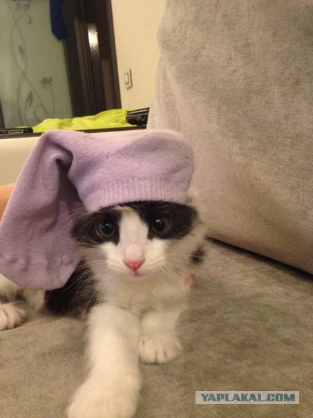 Котовторник 15-09-2015 !