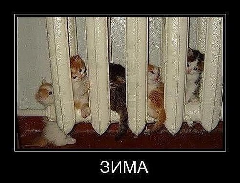 Забавные коты, ведущие себя как офисные работники