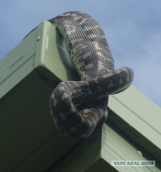 А тем временем в Австралии