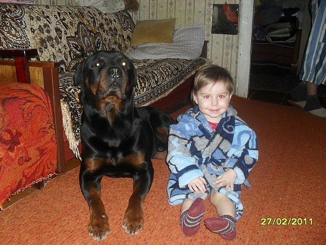 Родители оставили младенца с собакой. Вернувшись, они обнаружили это…
