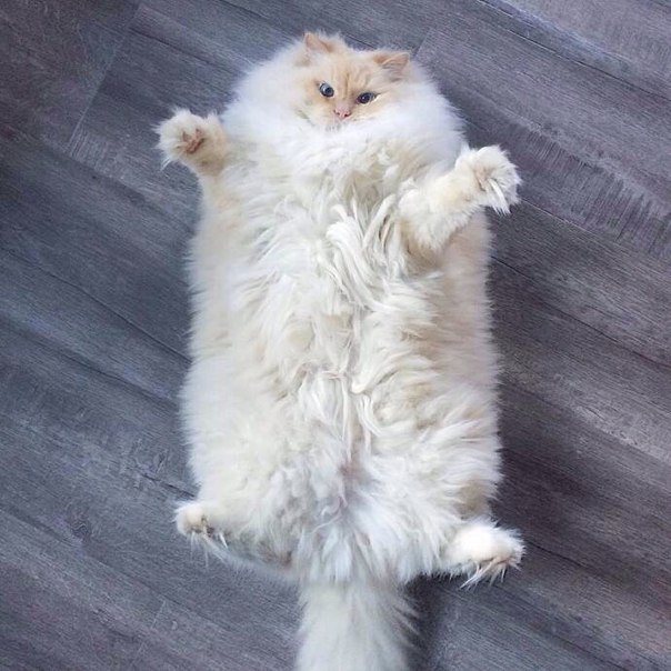 Мохнатые беспредельщики