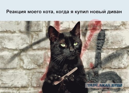 Жена и любимая дочка просят кошку, как быть?