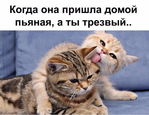 Картинки из интернетов