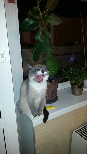 Мой зевающий кот