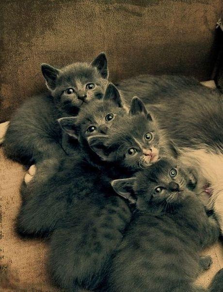 Коты и Кошки