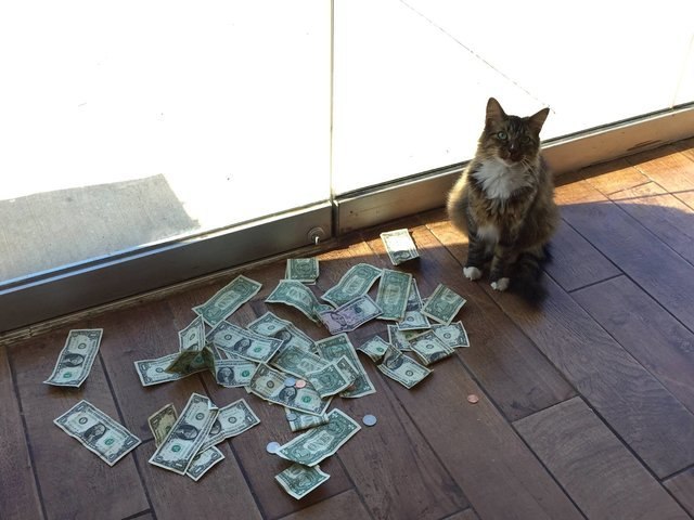 Коты и Кошки