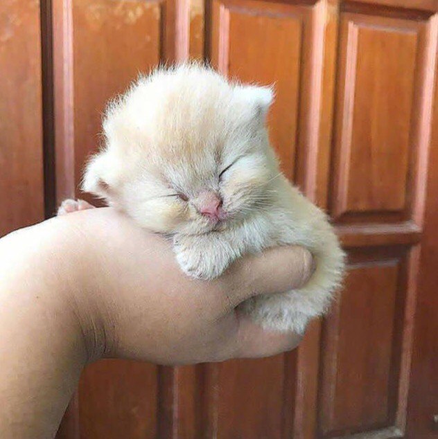 Коты и Кошки