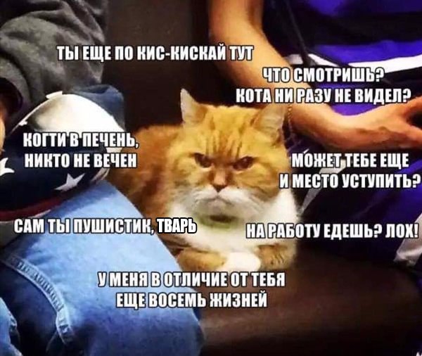 Самый злобный кот в Интернете. который ненавидит всех и вся
